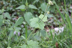 Tellima grandiflora2.jpg_product